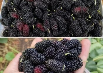 Most People Don’t Know This Fruit Exists—But It May Support Eye Health and Blood Pressure Naturally