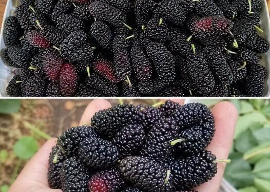 Most People Don’t Know This Fruit Exists—But It May Support Eye Health and Blood Pressure Naturally