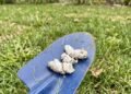 Why Would Your Pooch Have White Poop?