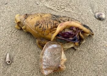 I was walking along the beach with my dog when we suddenly noticed this near the shore.
