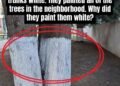 Why Are Some Trees Painted White?