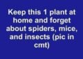 How to Stop Flies, Mosquitoes, and Cockroaches Naturally