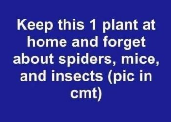 How to Stop Flies, Mosquitoes, and Cockroaches Naturally