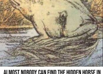 Only certain people can see the horse in this picture – are you one of the special few?