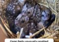 Gang finds unusually spiky creatures in nest