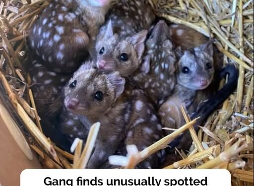 Gang finds unusually spiky creatures in nest