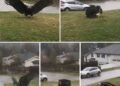 Giant Eagle captured in Bro!