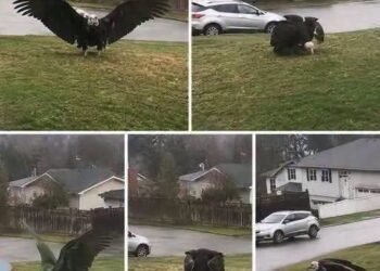 Giant Eagle captured in Bro!