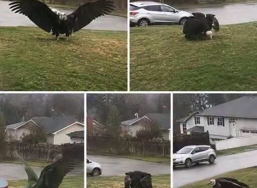 Giant Eagle captured in Bro!