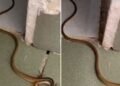 What to Do If You Find a Snake in Your Home