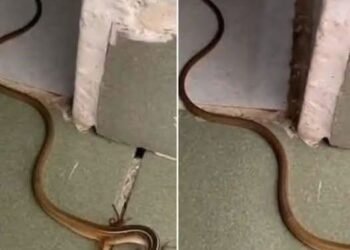 What to Do If You Find a Snake in Your Home