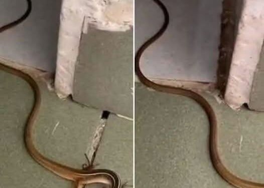 What to Do If You Find a Snake in Your Home