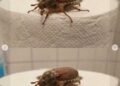 What Is This Bug? (And What to Do When You See One)