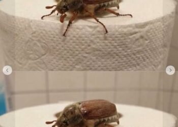 What Is This Bug? (And What to Do When You See One)
