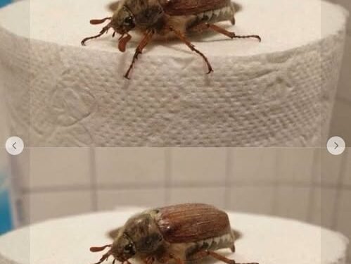 What Is This Bug? (And What to Do When You See One)