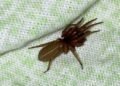 “The Red-Fanged Night Hunter: Meet the Spider That Hunts Without a Web”