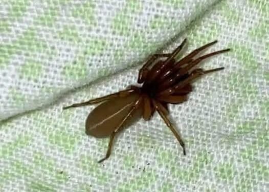 “The Red-Fanged Night Hunter: Meet the Spider That Hunts Without a Web”
