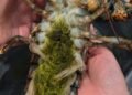 The Mystery of Lobster’s Green Goodies