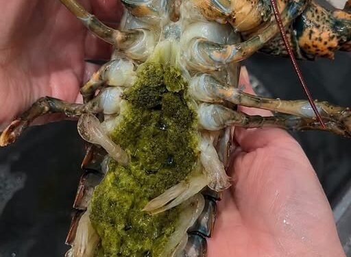 The Mystery of Lobster’s Green Goodies