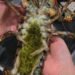 The Mystery of Lobster’s Green Goodies