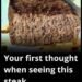 Exploring the Juicy Steak: A Comprehensive Look at a Culinary Treat