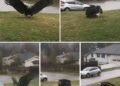Giant Eagle captured in Bro!