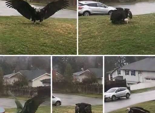 Giant Eagle captured in Bro!