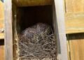 8 Easy Ways To Keep Snakes Away From Your Yard