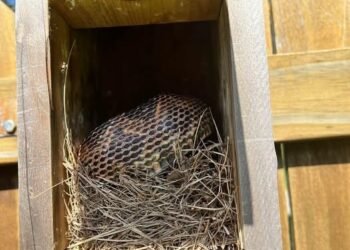 8 Easy Ways To Keep Snakes Away From Your Yard