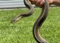 The Backyard Visitor That Changed Everything