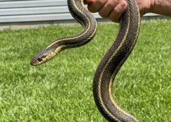 The Backyard Visitor That Changed Everything