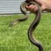 The Backyard Visitor That Changed Everything