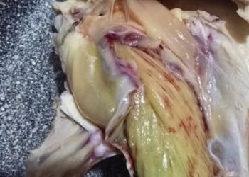 Green Meat in Chicken? Here’s What’s Really G