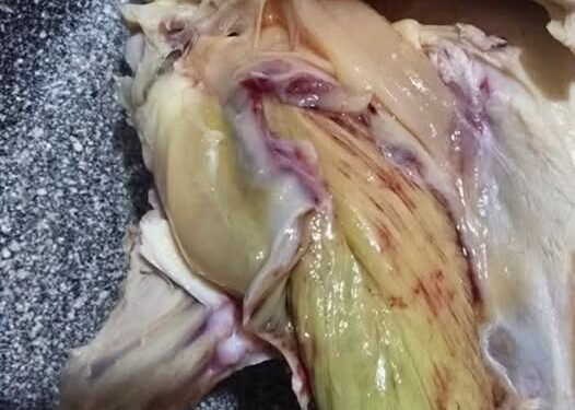 Green Meat in Chicken? Here’s What’s Really G