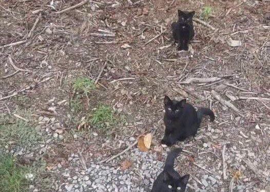 Can You Spot All the Cats? A Fun and Challenging Visual Puzzle Awaits!