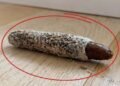 I Found a Strange Little Object on My Floor—Then I Discovered What It Really Was