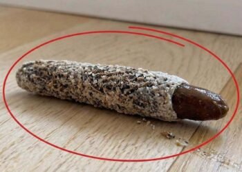 I Found a Strange Little Object on My Floor—Then I Discovered What It Really Was