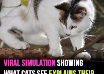 Viral simulation showing what cats see explains their incredible speed