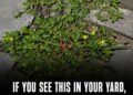 If this is growing in your yard, you may be throwing away a nutritional powerhouse.