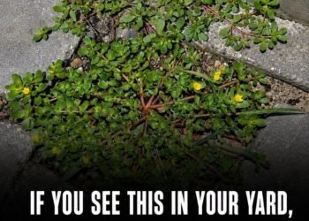 If this is growing in your yard, you may be throwing away a nutritional powerhouse.