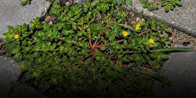 If this is growing in your yard, you may be throwing away a nutritional powerhouse.