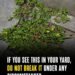 If this is growing in your yard, you may be throwing away a nutritional powerhouse.