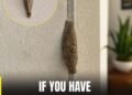 Where This Common Household Insect Often Hides — The Places You May Not Notice
