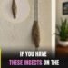 Where This Common Household Insect Often Hides — The Places You May Not Notice