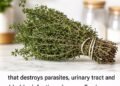 THE MOST POTENT HERB THAT DESTROYS PARASITES, URINARY TRACT