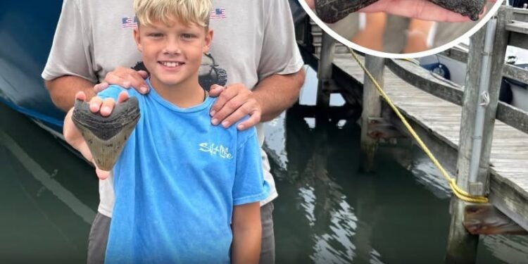 11-year-old boy finds huge tooth of Megalodon extinct for millions of years