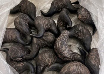 My Neighbor Gave Me These Strange Fruits – Does Anyone Know What They Are?