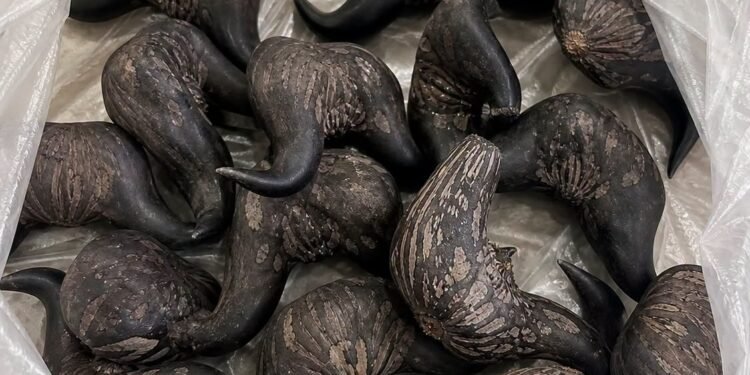 My Neighbor Gave Me These Strange Fruits – Does Anyone Know What They Are?