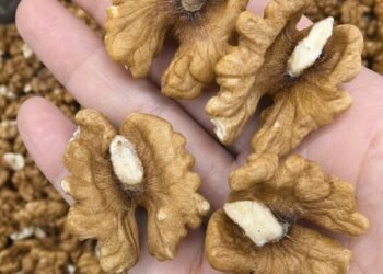 WALNUTS: THE SMALL SNACK WITH BIG HEALTH POWER