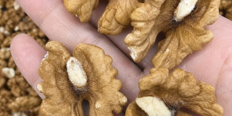 WALNUTS: THE SMALL SNACK WITH BIG HEALTH POWER